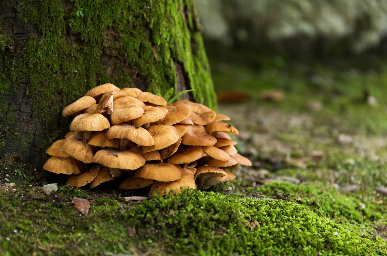 Gesundheit aus dem Wald Alles, was du über den MaitakePilz wissen mu